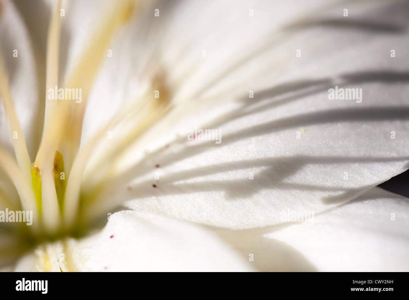 A lilly flower. Stock Photo