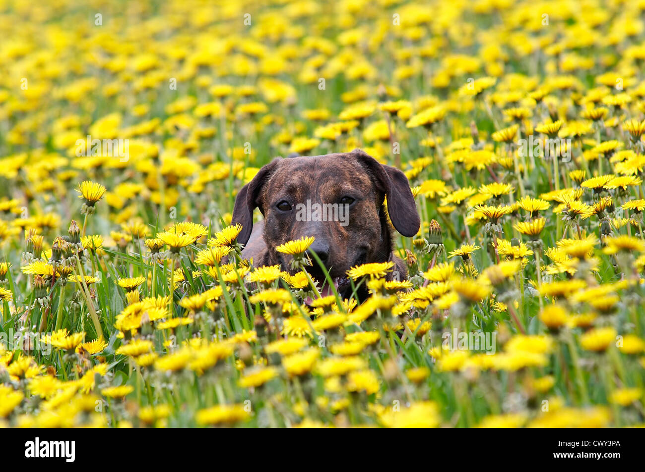 dog in the meadow Stock Photo - Alamy
