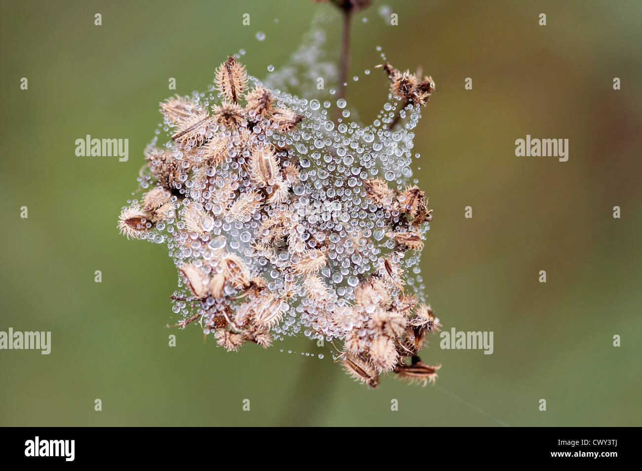 grass wet with dew Stock Photo Alamy