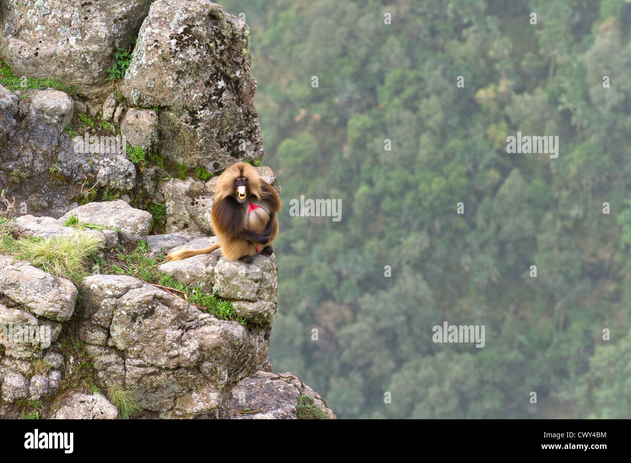 Male Gelada baboon 'Theropithecus gelada' showing sign of aggression on a cliff's edge Simien Mountains Ethiopia. Stock Photo