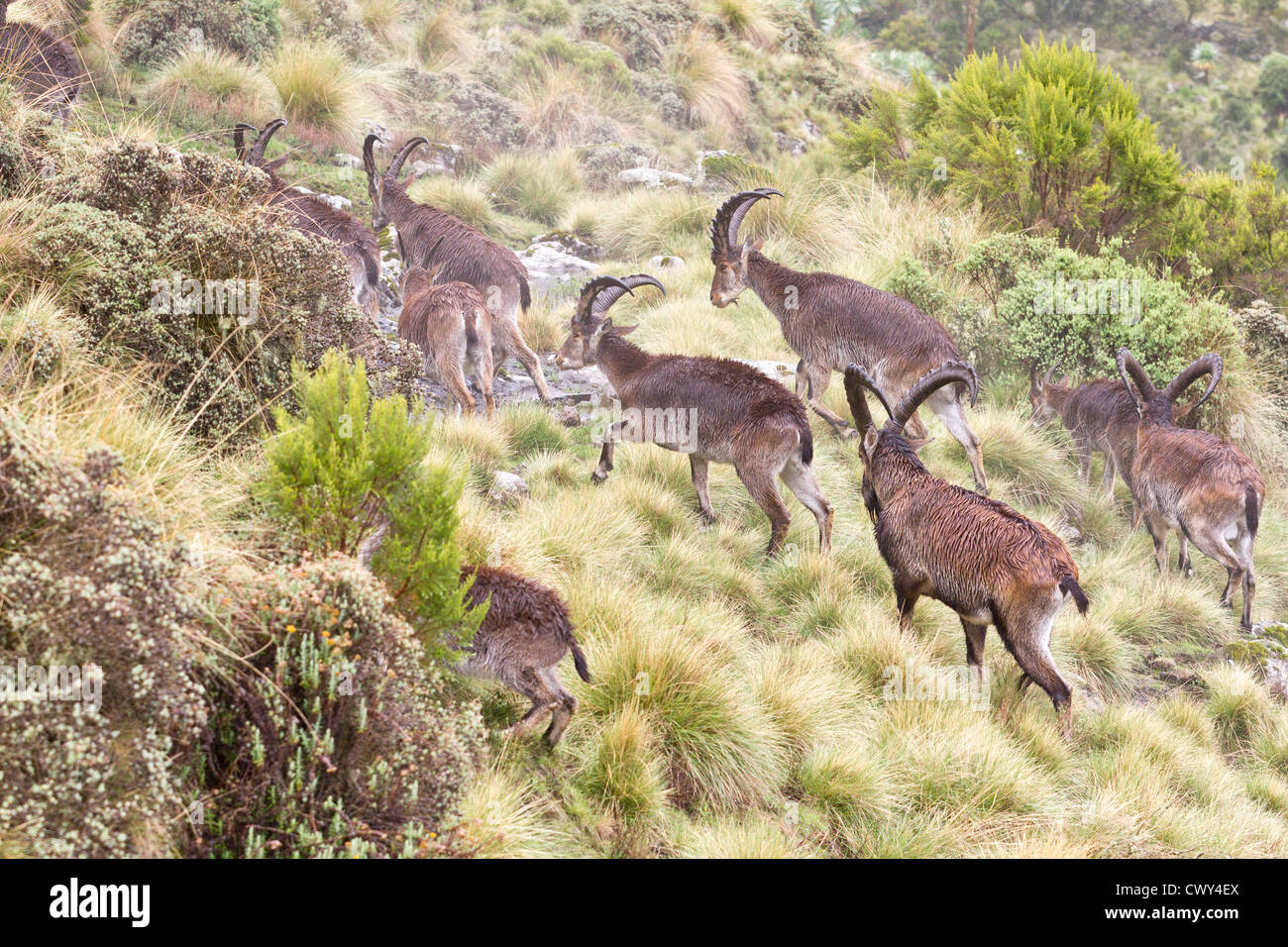 A herd of Walia ibex 'Capra walie' in rain Simien Mountains National Park Ethiopia. Stock Photo