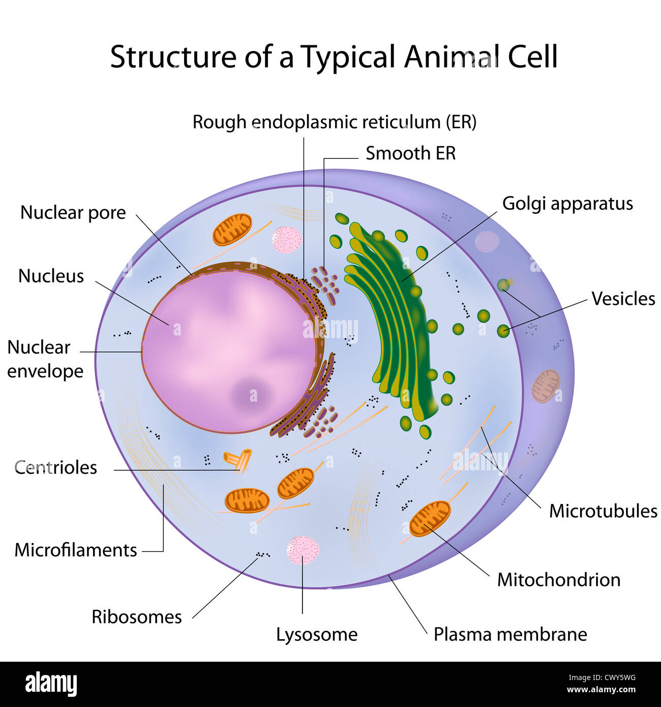 A typical cell, labeled Stock Photo
