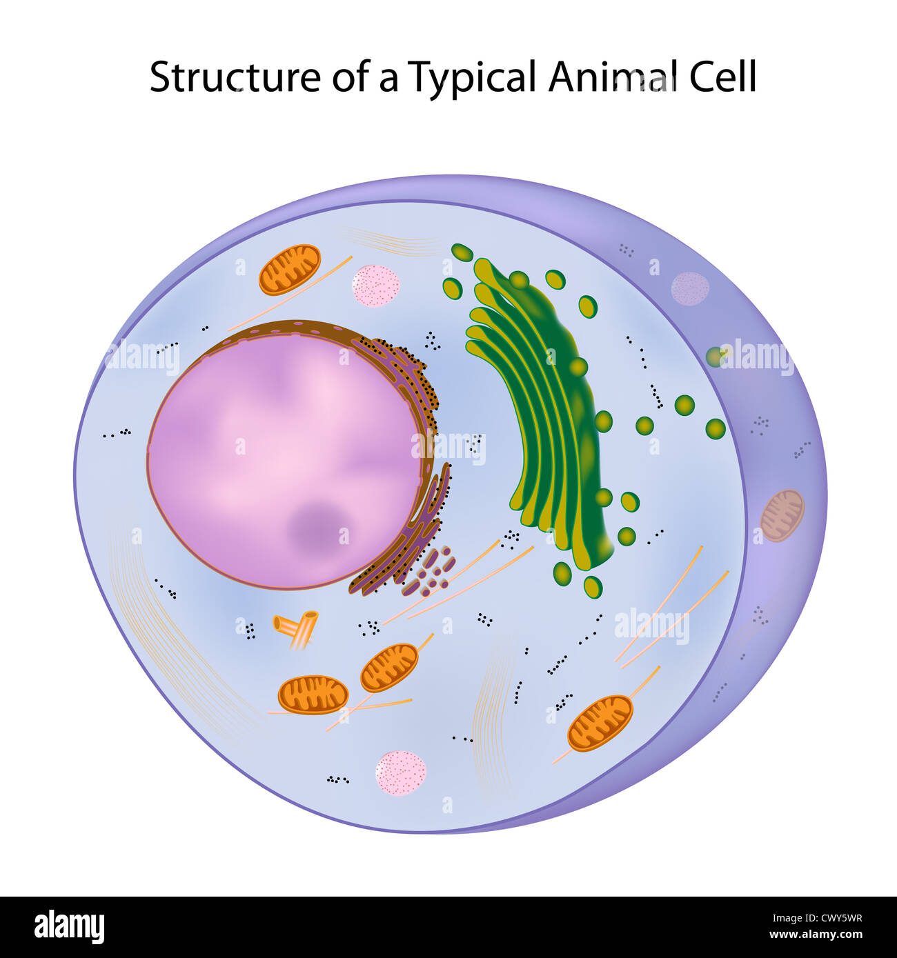 A typical cell Stock Photo