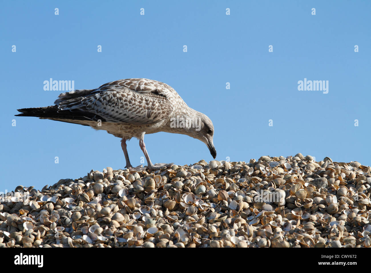 A young Seagull larus argentatus picking at empty shells at Whitstable harbour. Stock Photo