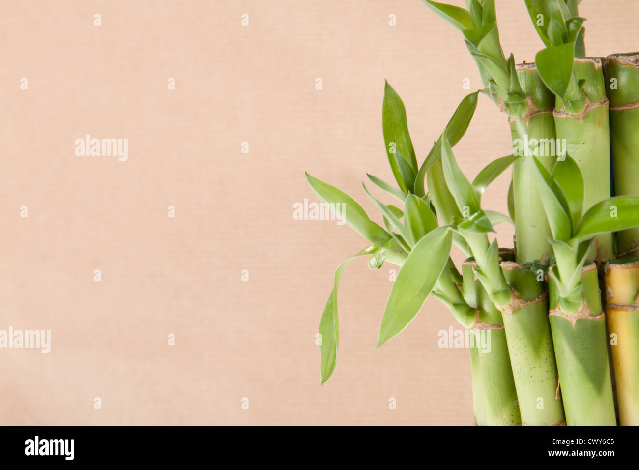 Bamboo plant hires stock photography and images Alamy