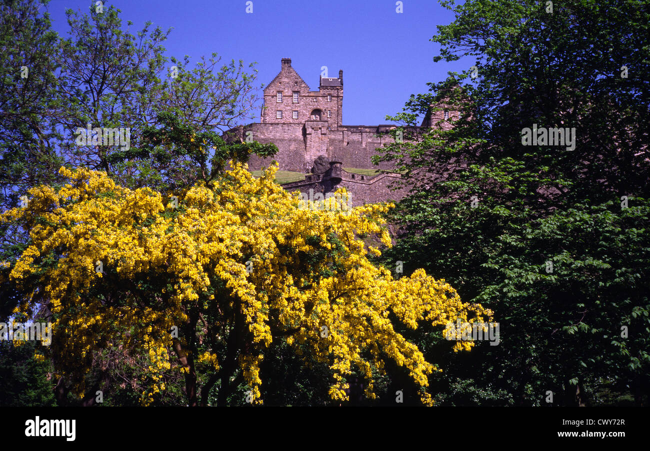 Edinburgh Castle with Acacia Tree in Bloom, Edinburgh, Scotland, UK