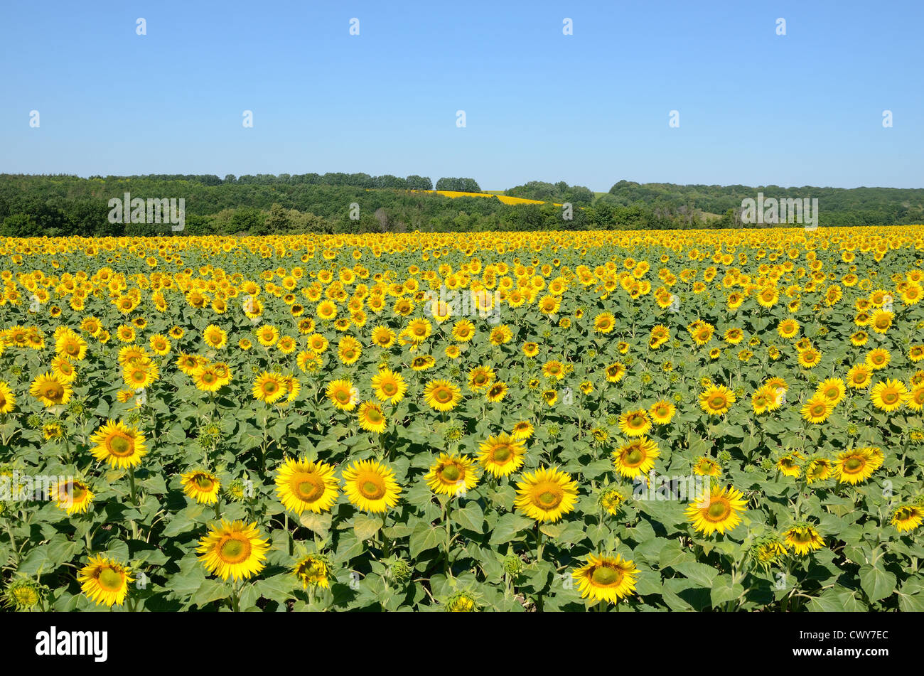 sunflowers on the field on a summer morning Stock Photo Alamy