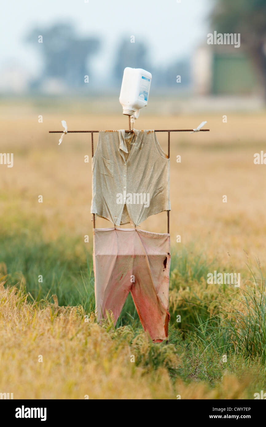 Scarecrow in a field of rice, in Amposta, Ebro Delta, Natural Park, Tarragona, Spain Stock Photo