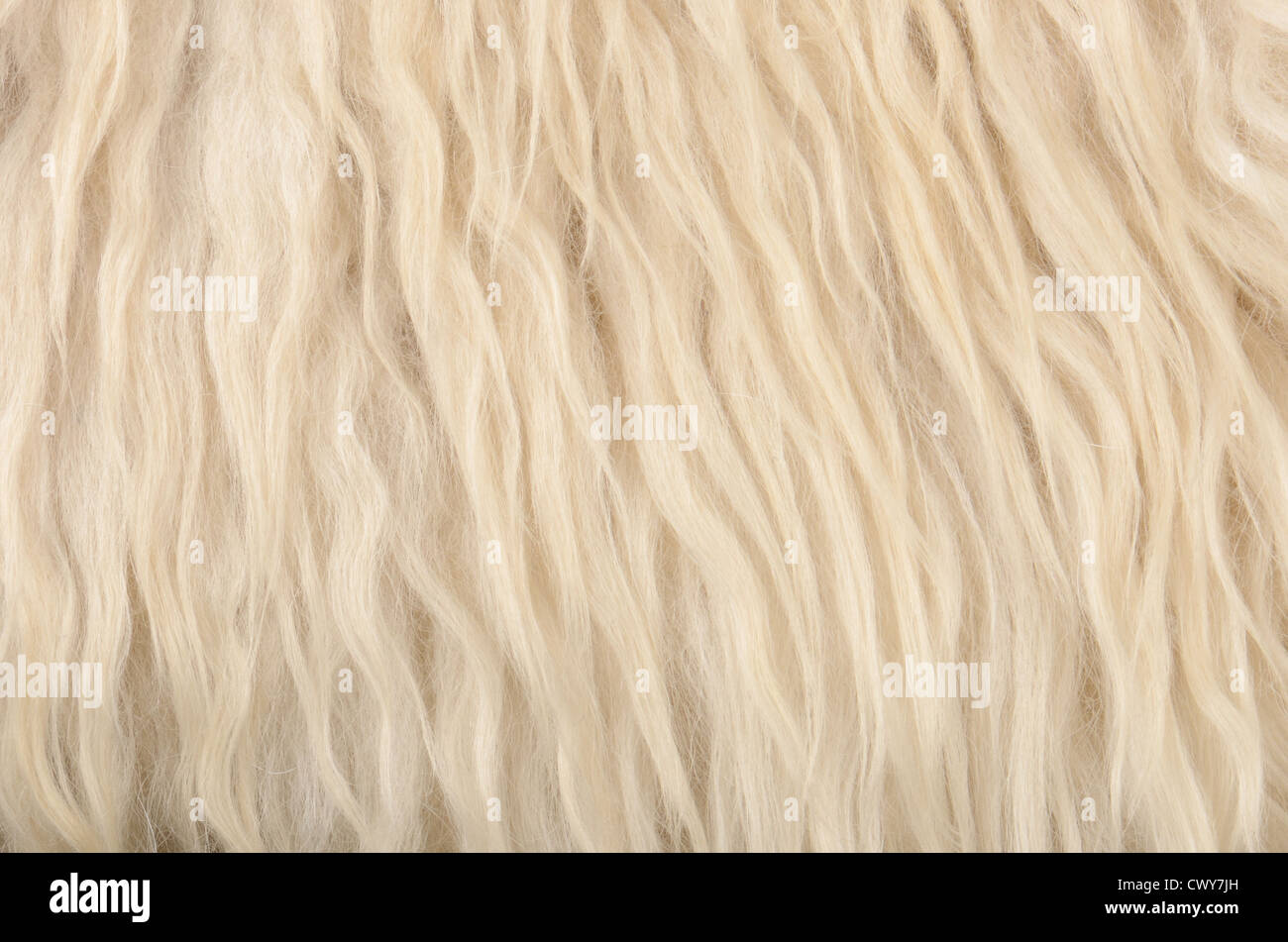 close up sheepskin texture background Stock Photo