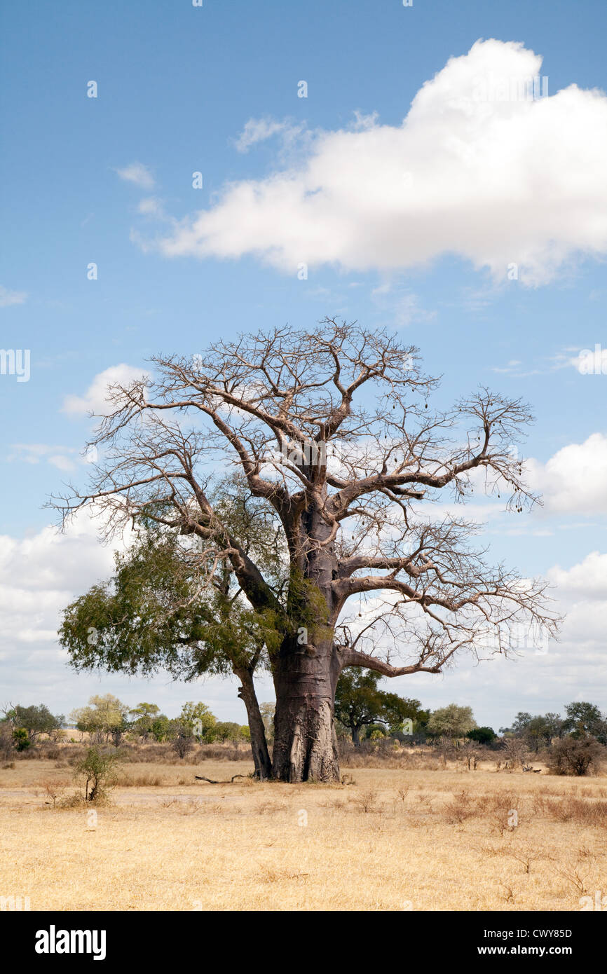 Baobab tree, the Selous game Reserve, Tanzania Africa Stock Photo