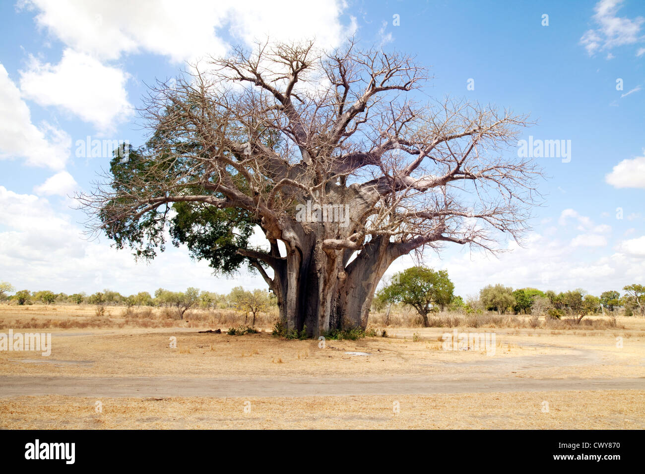 The oldest baobab tree in the Selous Game reserve at 2,600 years old, Selous game reserve Tanzania Africa Stock Photo