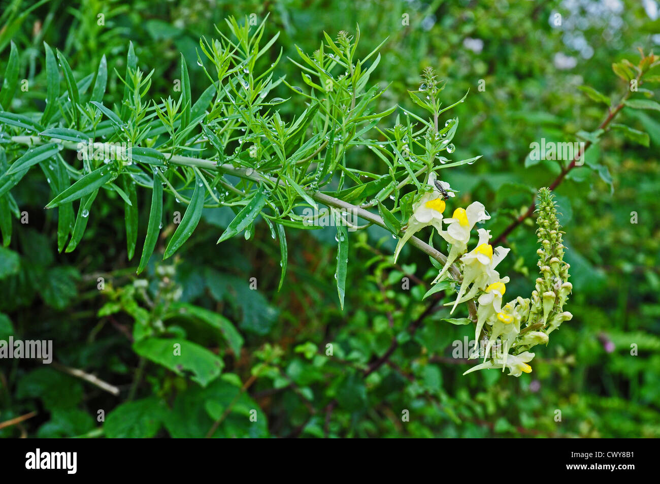 Toadflax. Linaria vulgaris. Stock Photo