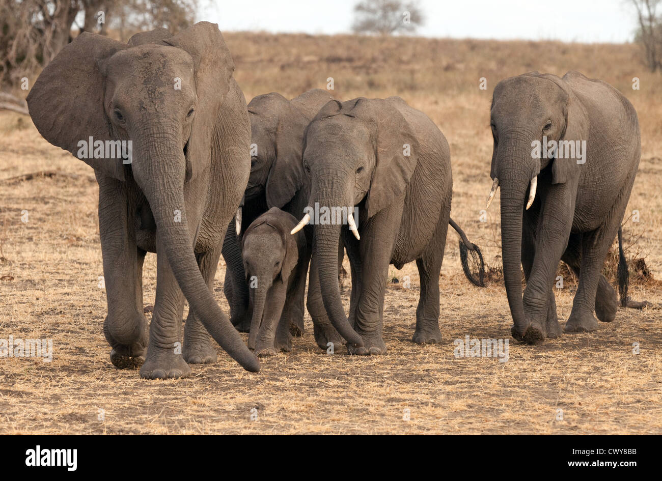 African elephant family (Loxodonta Africana), the Selous Game reserve Tanzania Africa Stock Photo