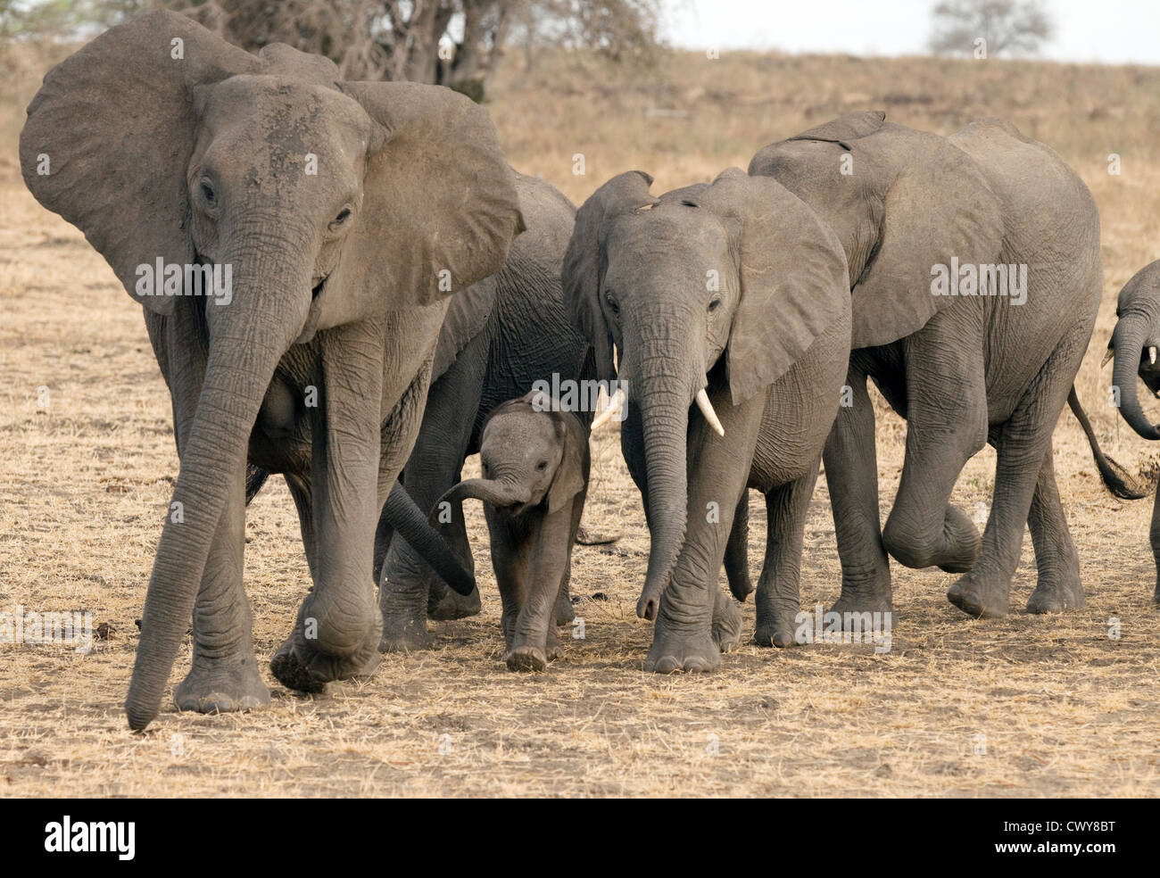 Family of African elephants (Loxodonta Africana), Selous game Reserve Tanzania Africa Stock Photo