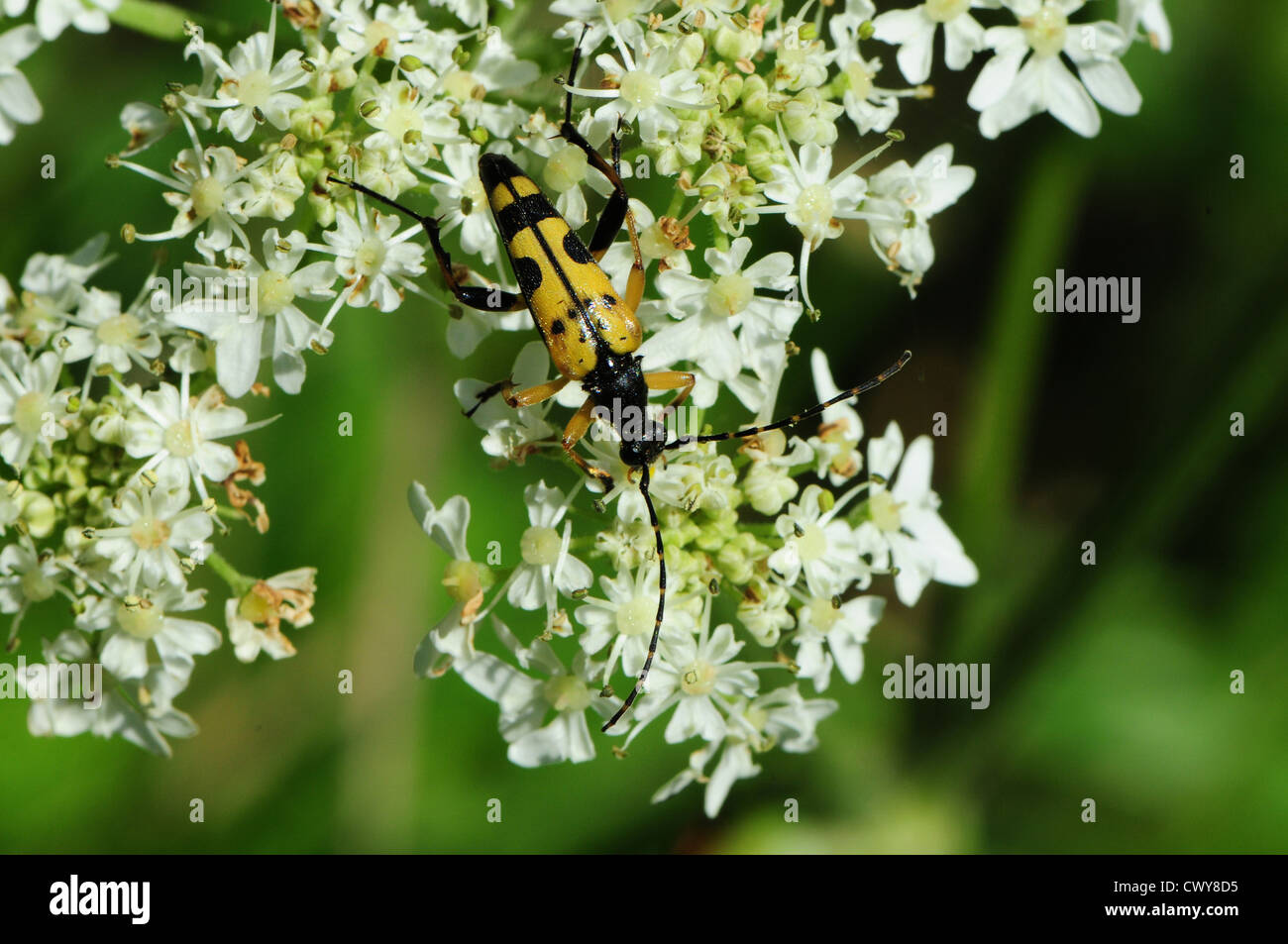 Beetle Strangalia Maculata feeding on flower of Hogweed Heracleum sphondylium. Stock Photo