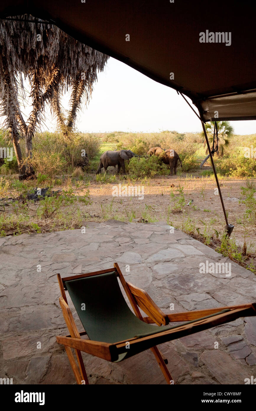 Elephants at dawn seen from a safari tent in Lake Manze tented camp Selous  Game Reserve Tanzania Stock Photo