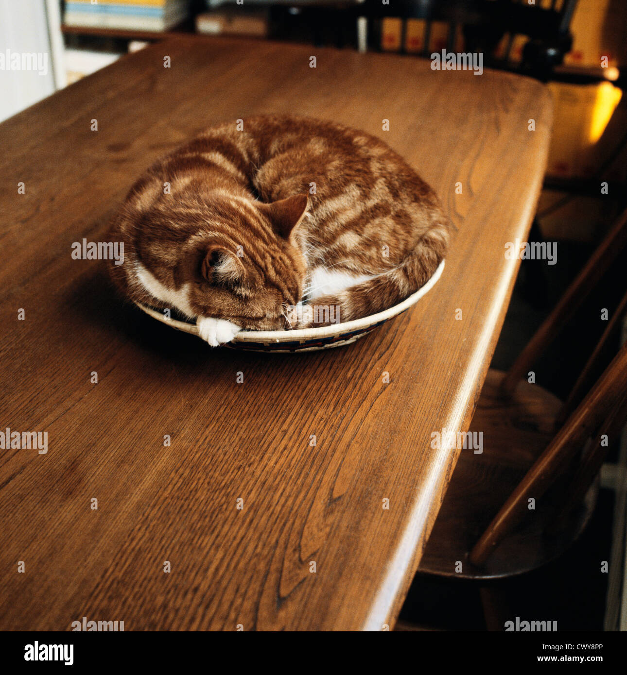 Cat asleep in basket on table Stock Photo