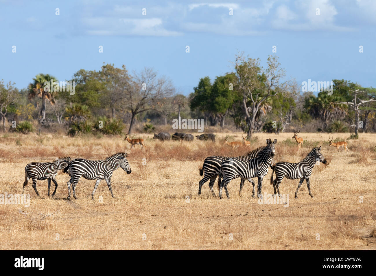 Tanzania wildlife Herds of animals in the Selous Game Reserve Tanzania Africa Stock Photo Alamy