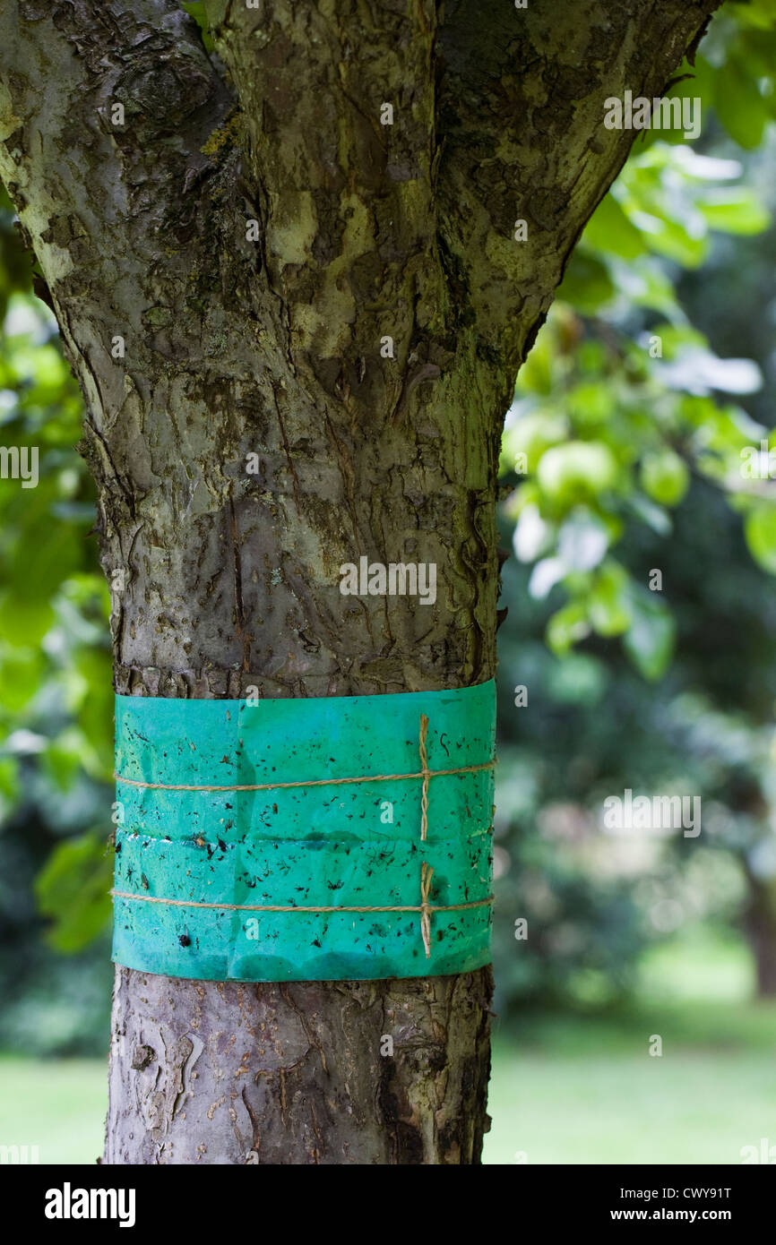 Grease band around an apple tree trunk, used to prevent wingless moths