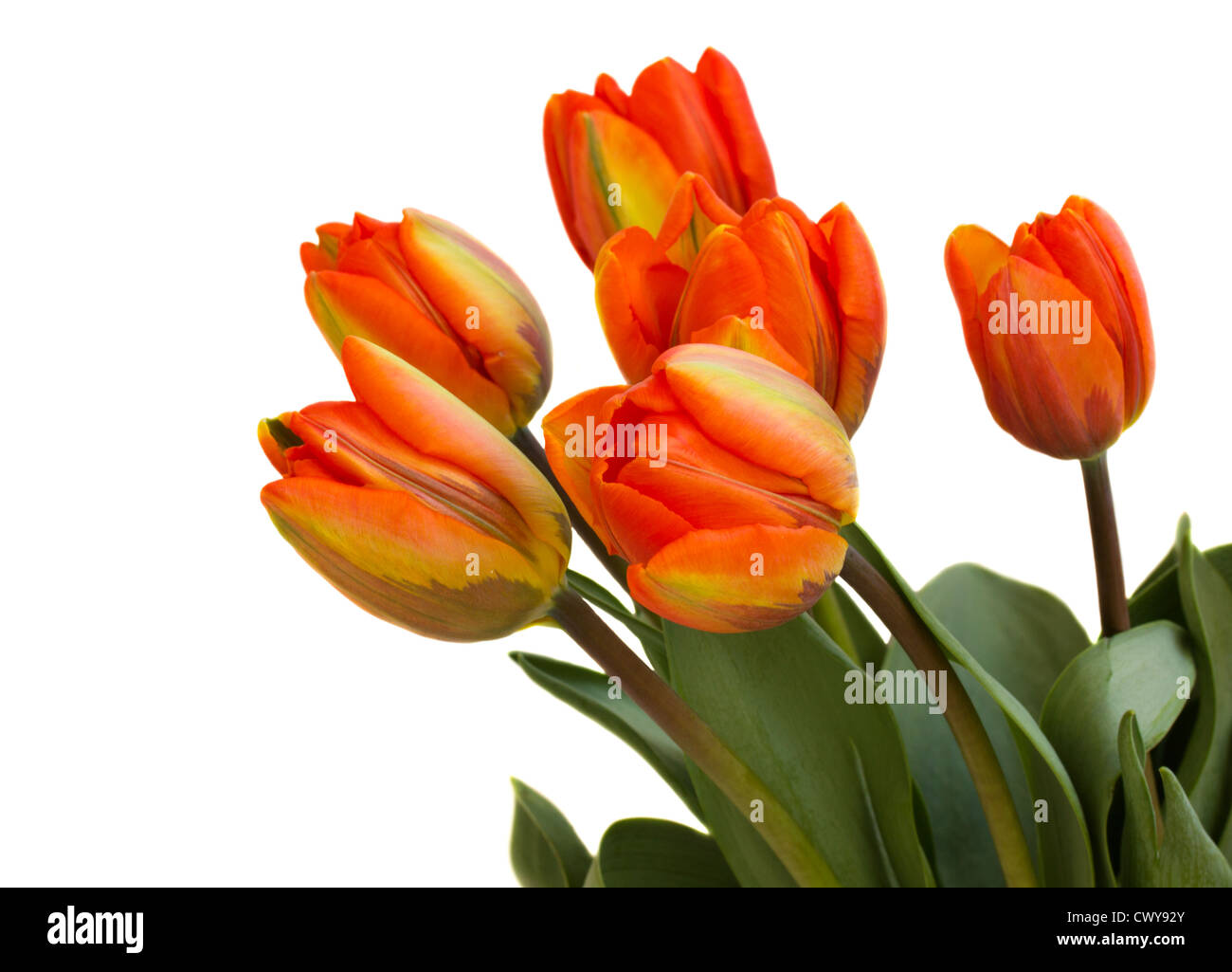 bouquet of fresh tulips isolated on white background Stock Photo - Alamy
