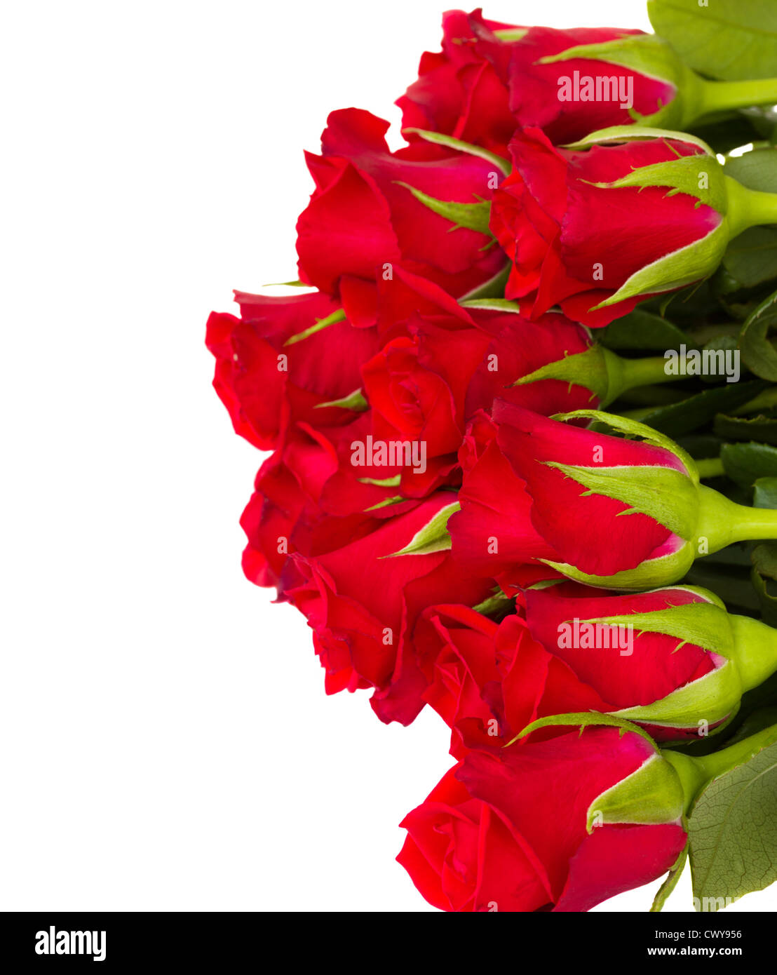 bouquet of red roses isolated on white background Stock Photo - Alamy