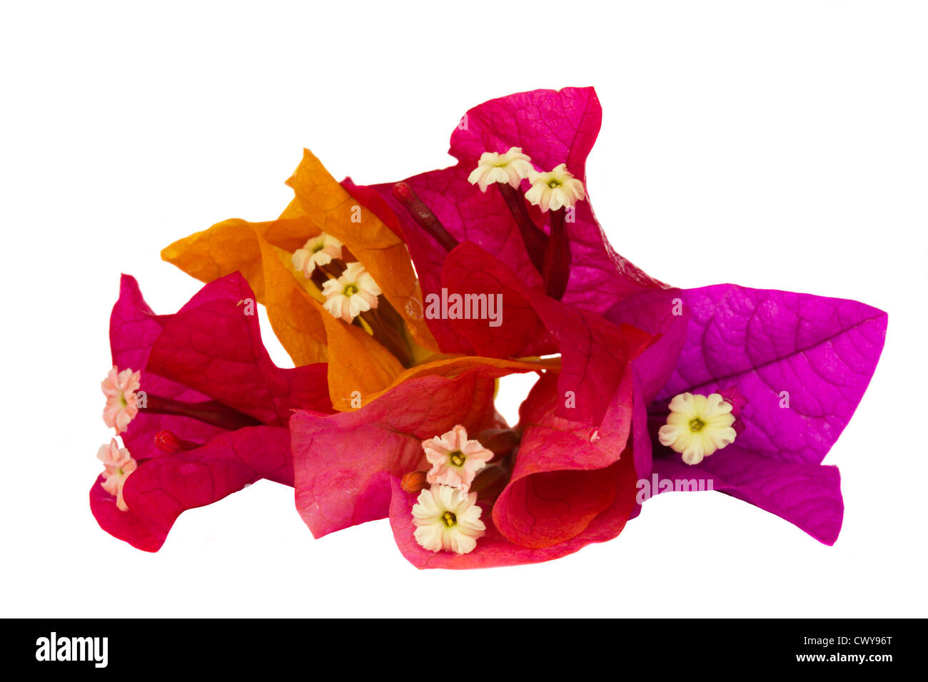 Bougainvillea blooming Cut Out Stock Images & Pictures - Alamy