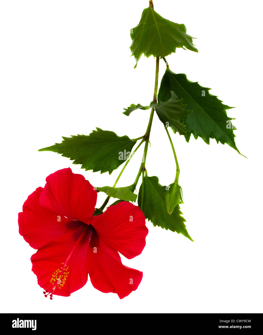 red hibiscus flower with branch Stock Photo Alamy