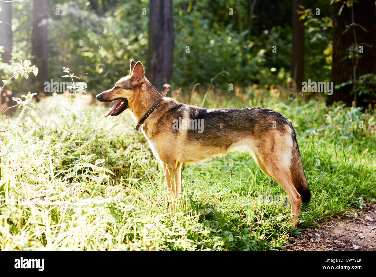 Dog listening with interest to the sounds of the woods. Stock Photo