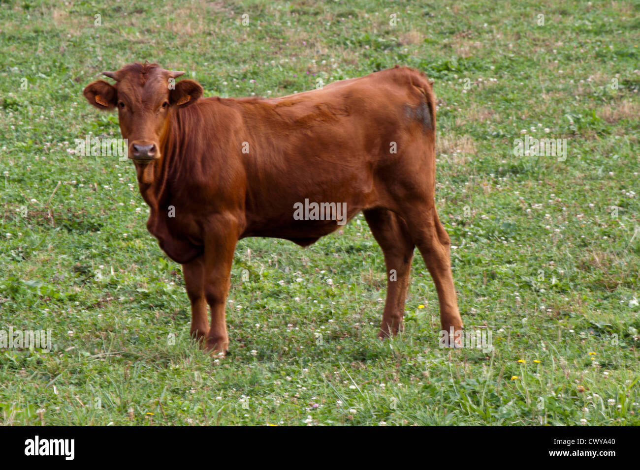 Cow is looking sideways hi-res stock photography and images - Alamy