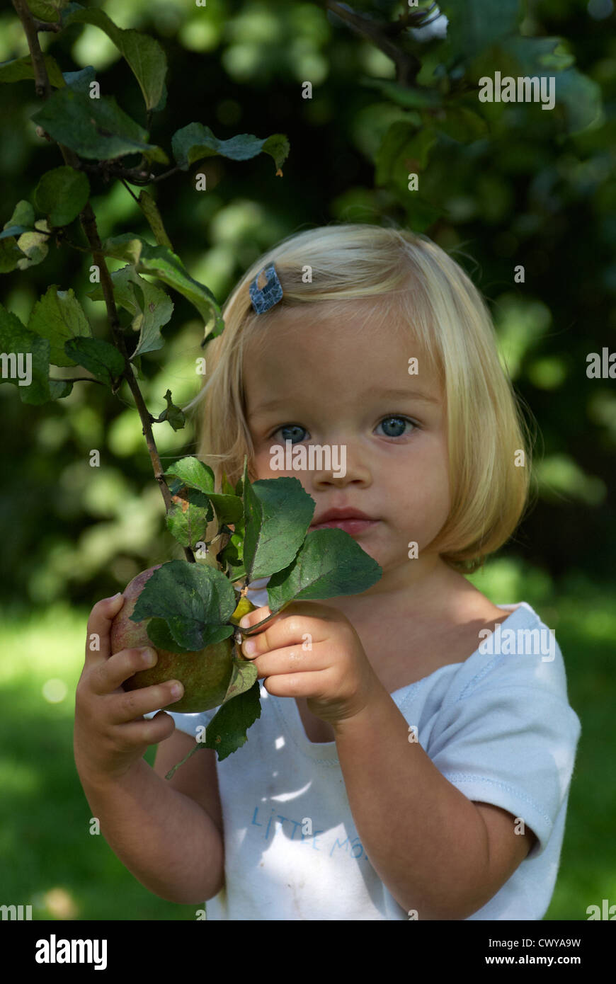 Child Baby Blond Girl Picking Apple Fruit From Tree Summer 1 2 Years Old Stock Photo Alamy