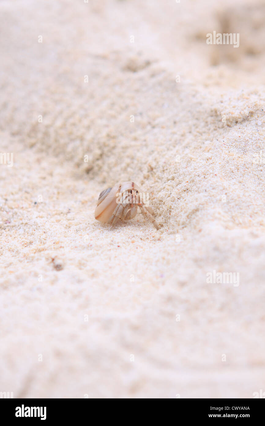 A hermit crab makes his way along a quiet beach on Soseko Island, off