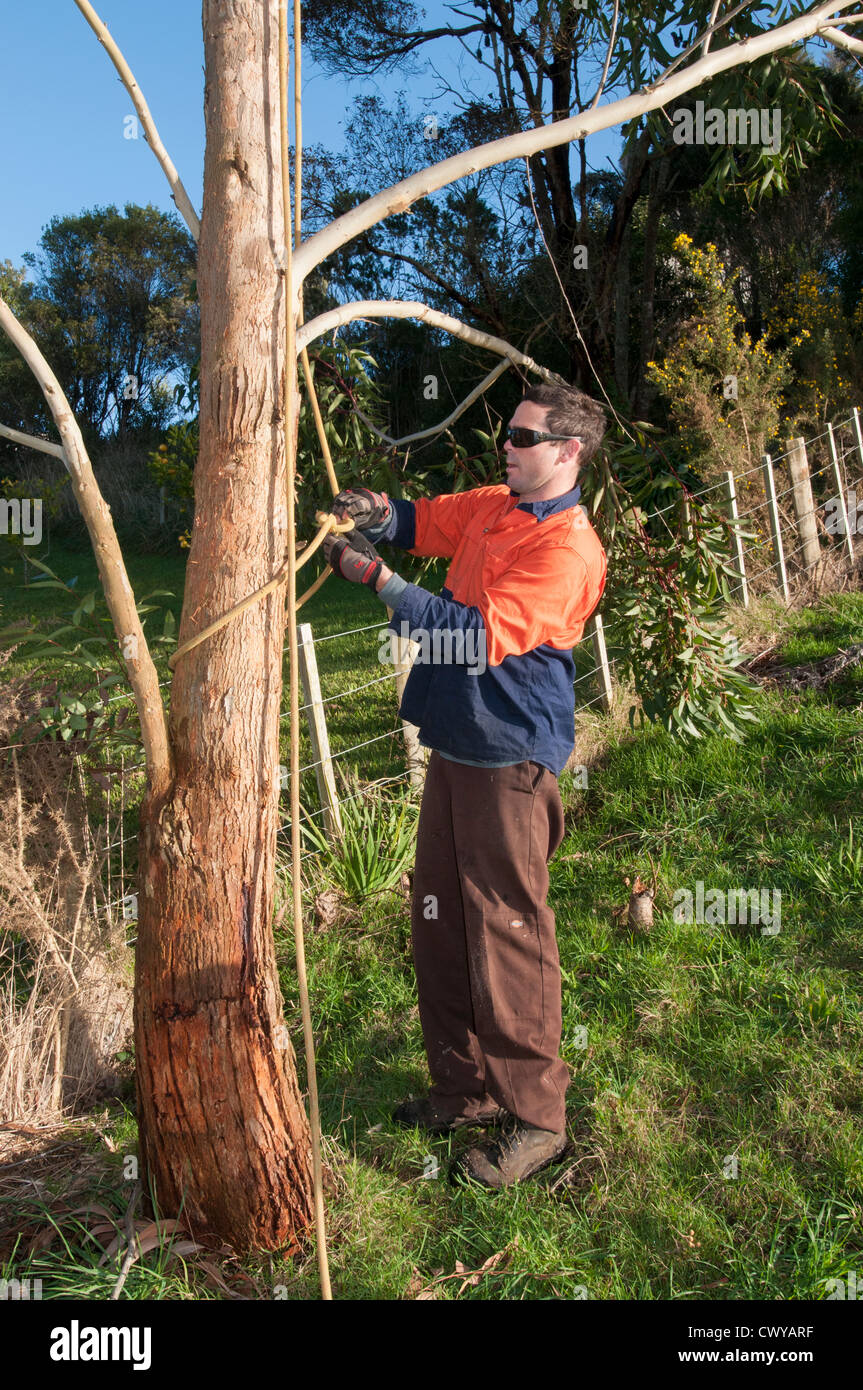 Male Arborist cutting tree Stock Photo