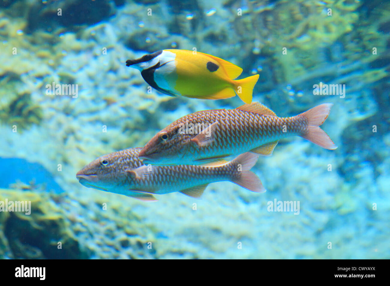 Japanese tropical fish deals