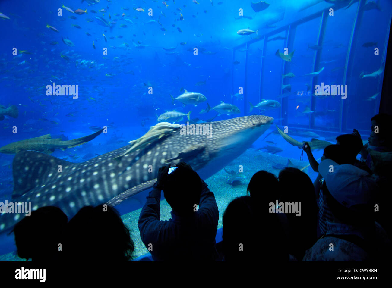 Giant Whale Sharks dwarf silhouetted visitors to the Churaumi Aquarium