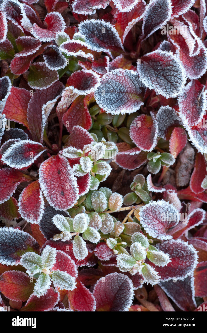 Bearberry and frost, this plant carpets the Yukon landscape and turns a brilliant red in the Autumn. Stock Photo