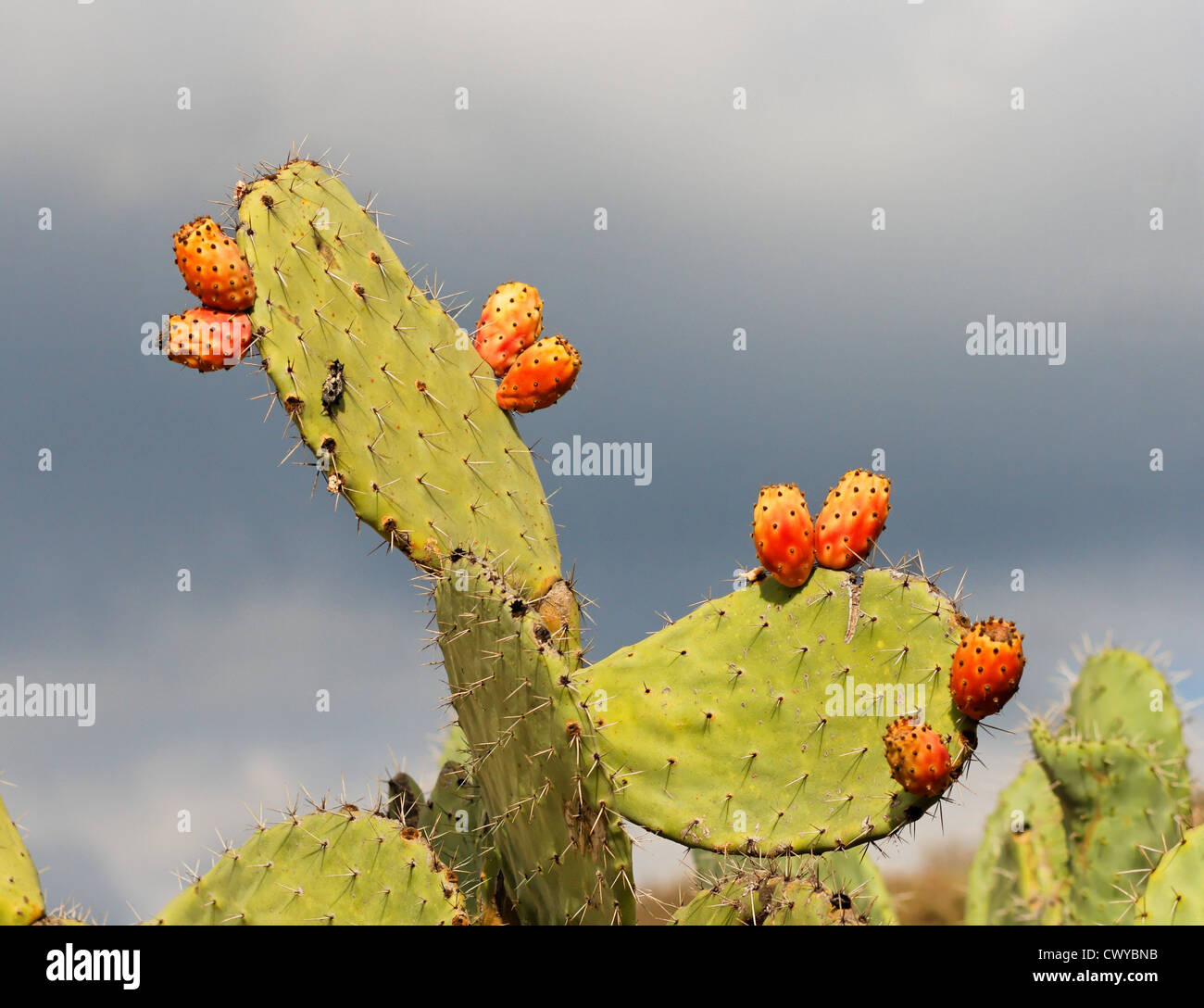 Sabras fruits of tzabar cactus, or prickly pear (Opuntia ficus Indica) on cloudy autumn day Stock Photo