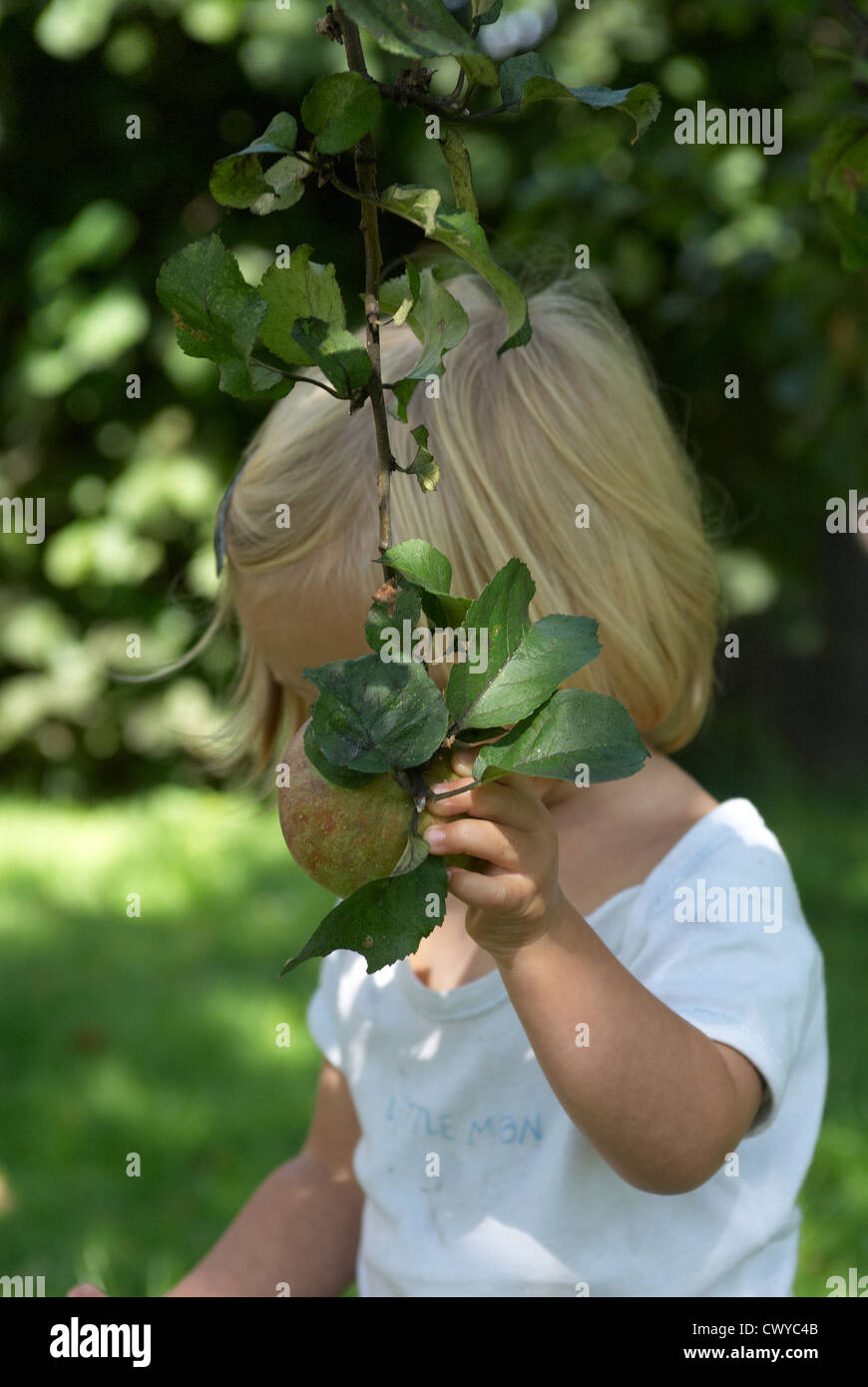 child baby blond girl picking apple fruit from tree summer, 1 - 2 years old Stock Photo