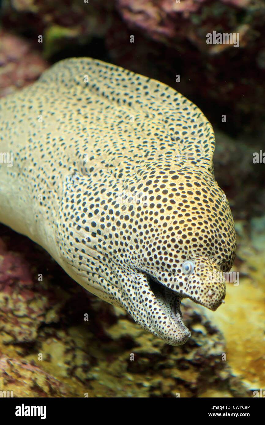 A large Moray Eel on display at the Churaumi Aquarium in Okinawa, Japan