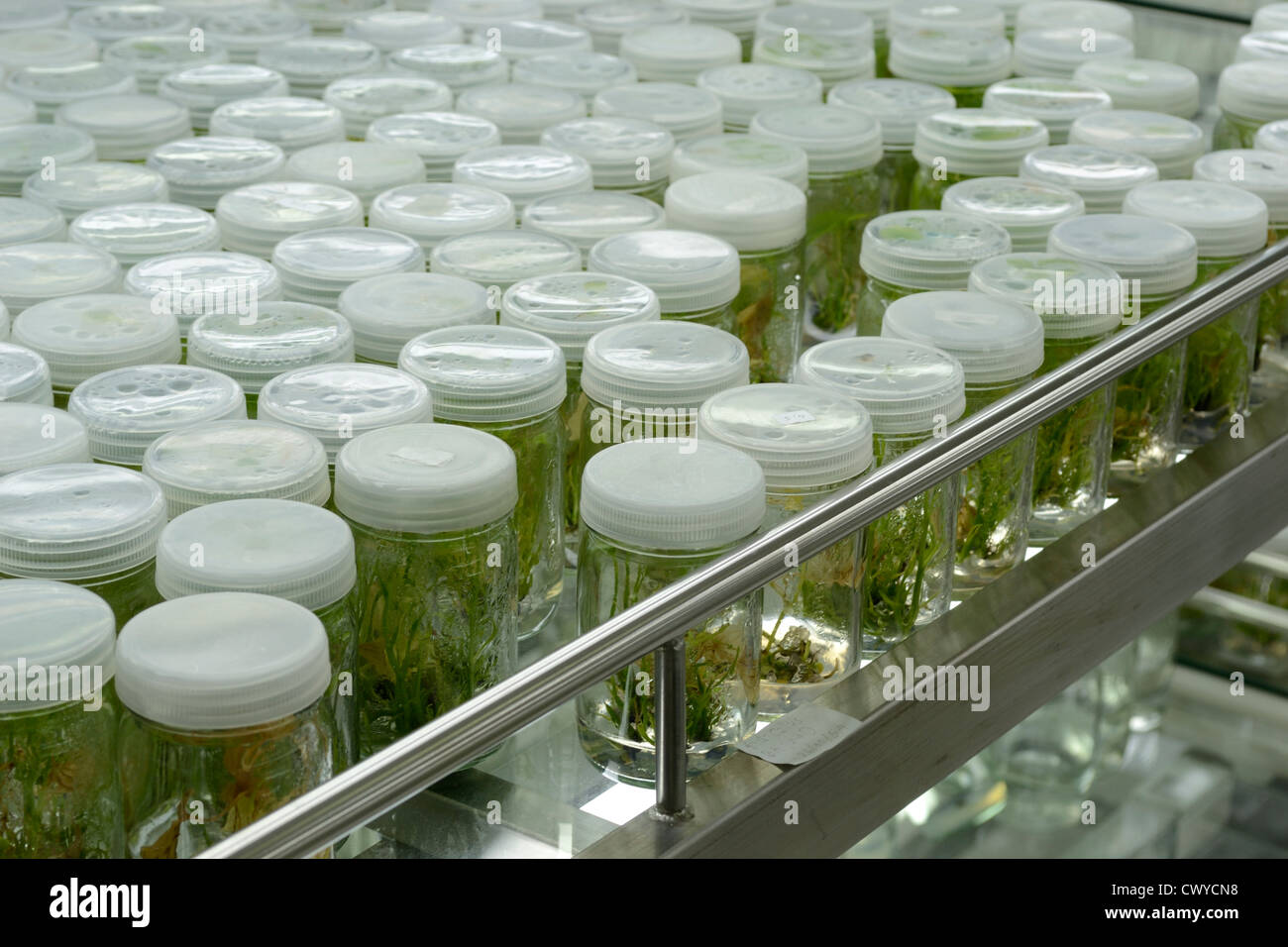plant tissue culture Stock Photo Alamy