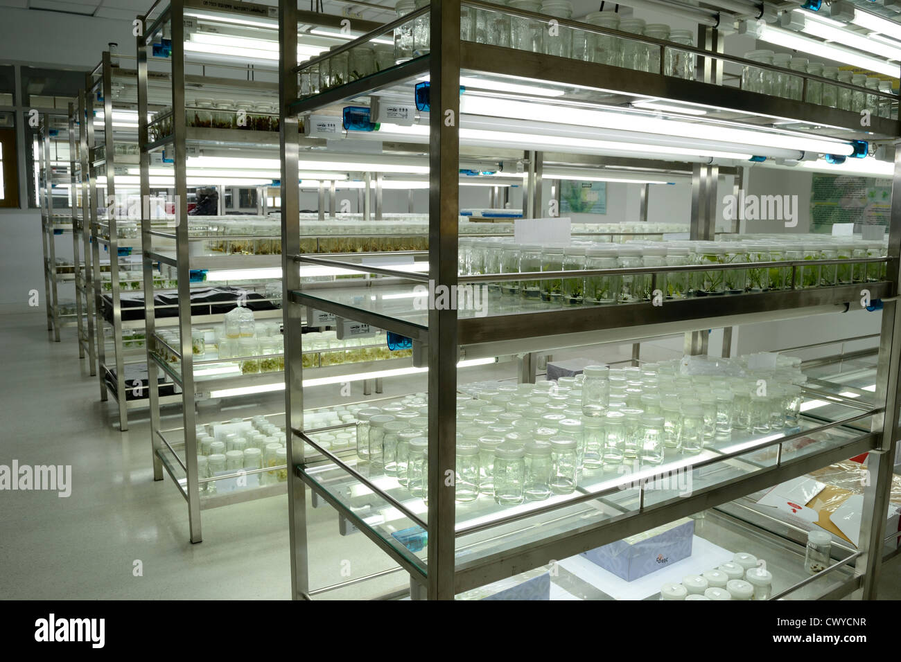 plant tissue culture Stock Photo Alamy