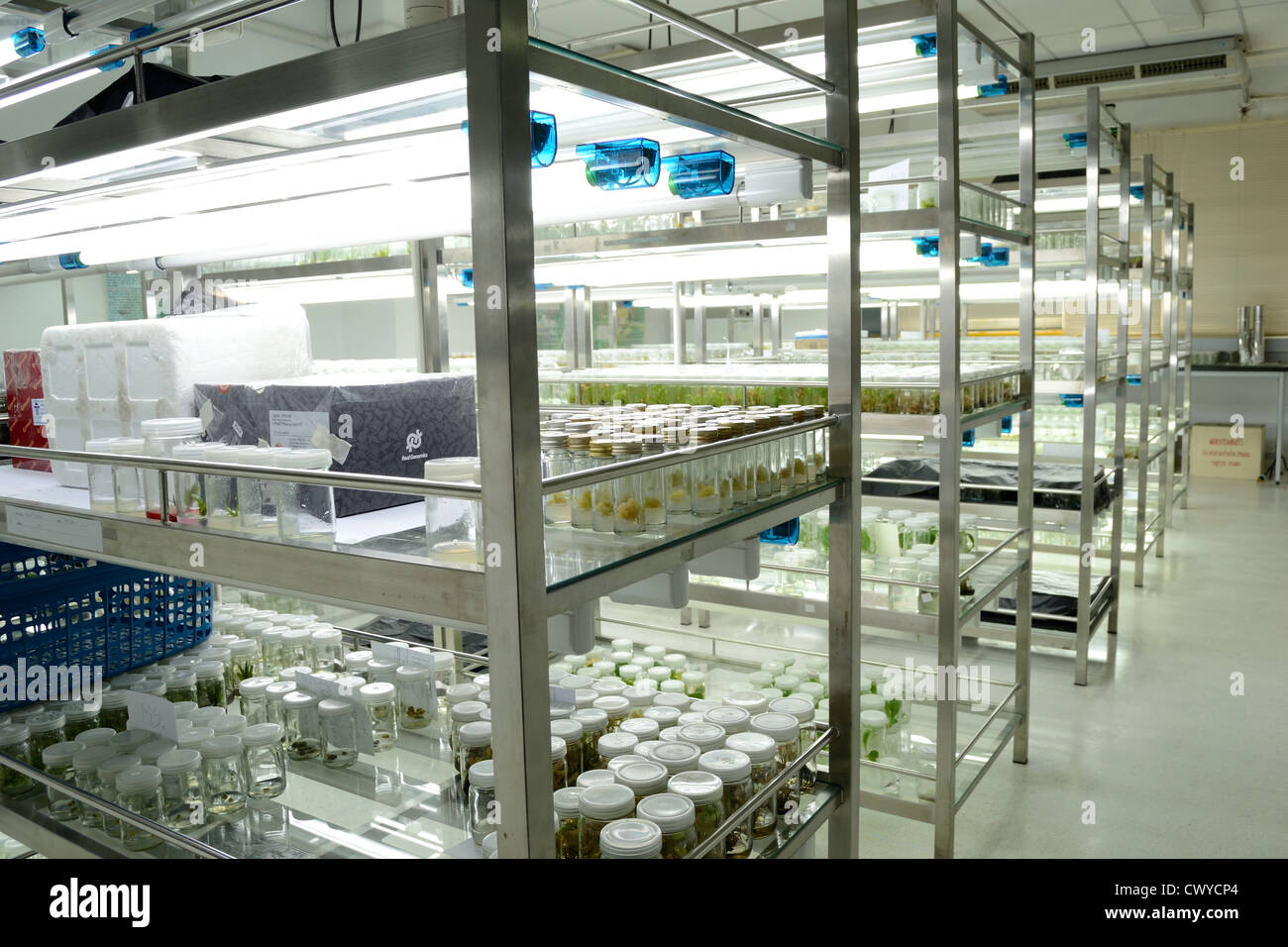 plant tissue culture Stock Photo Alamy