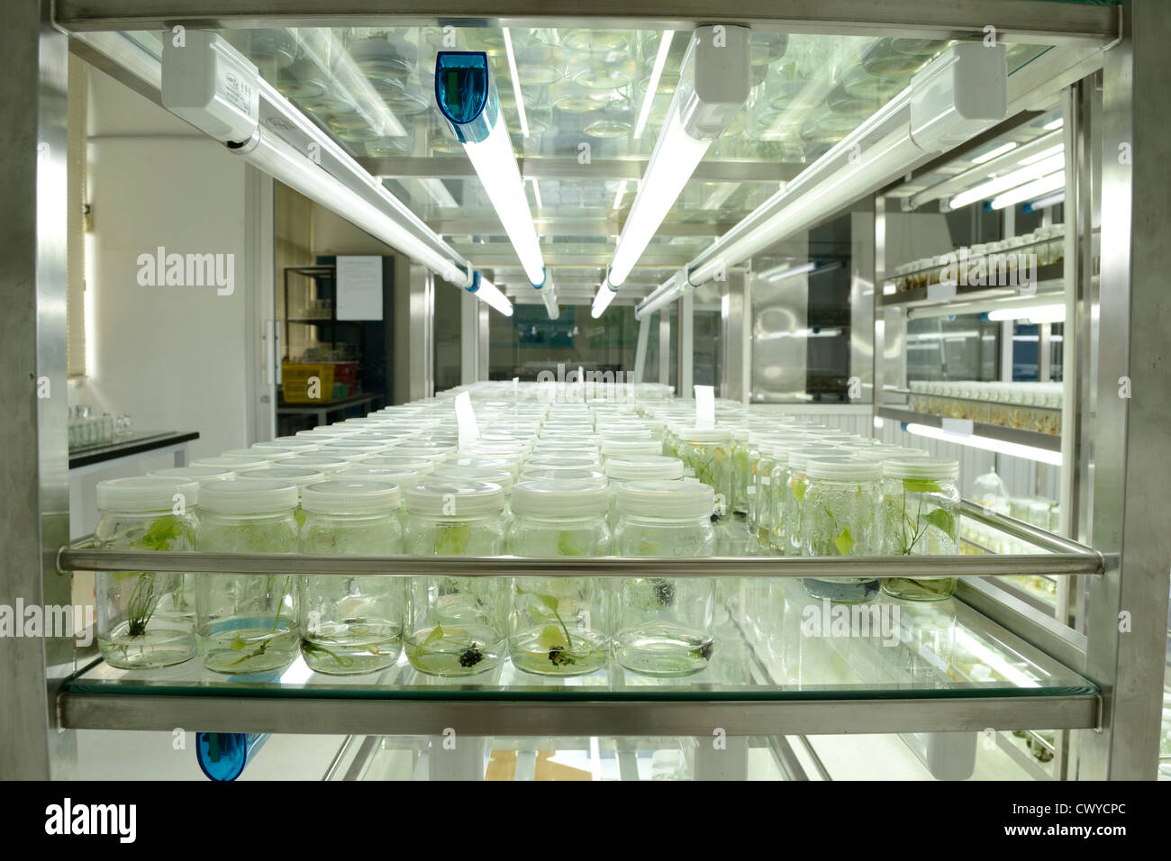 Plant tissue culture hi-res stock photography and images - Alamy, image size:1300x956