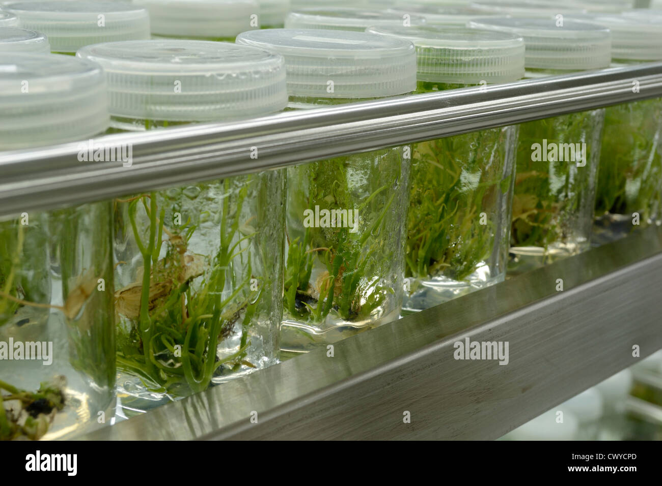 Plant tissue culture hires stock photography and images Alamy