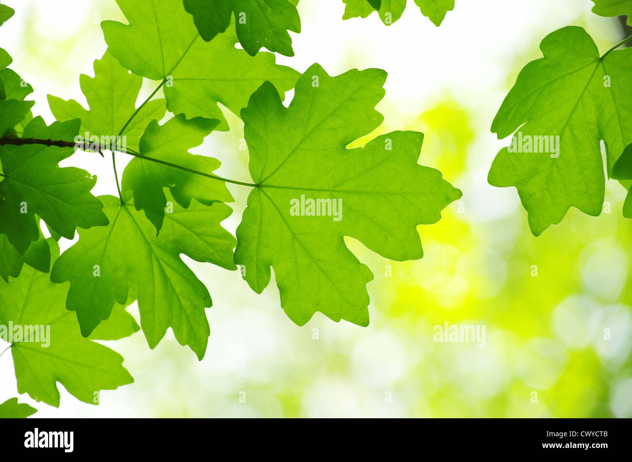 spring green leaves background in a sunny day Stock Photo