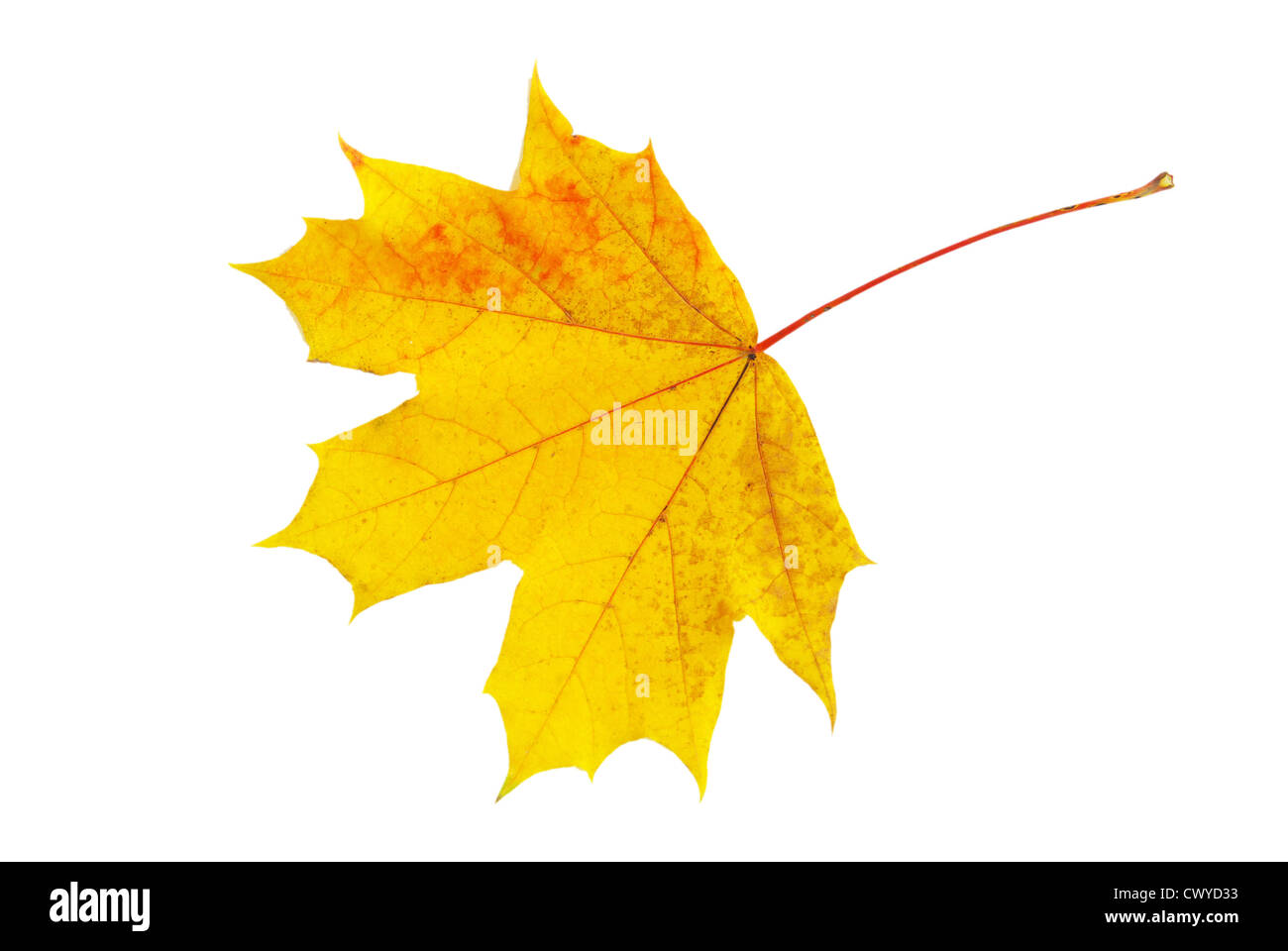 autumn maple leaf isolated on white background Stock Photo - Alamy