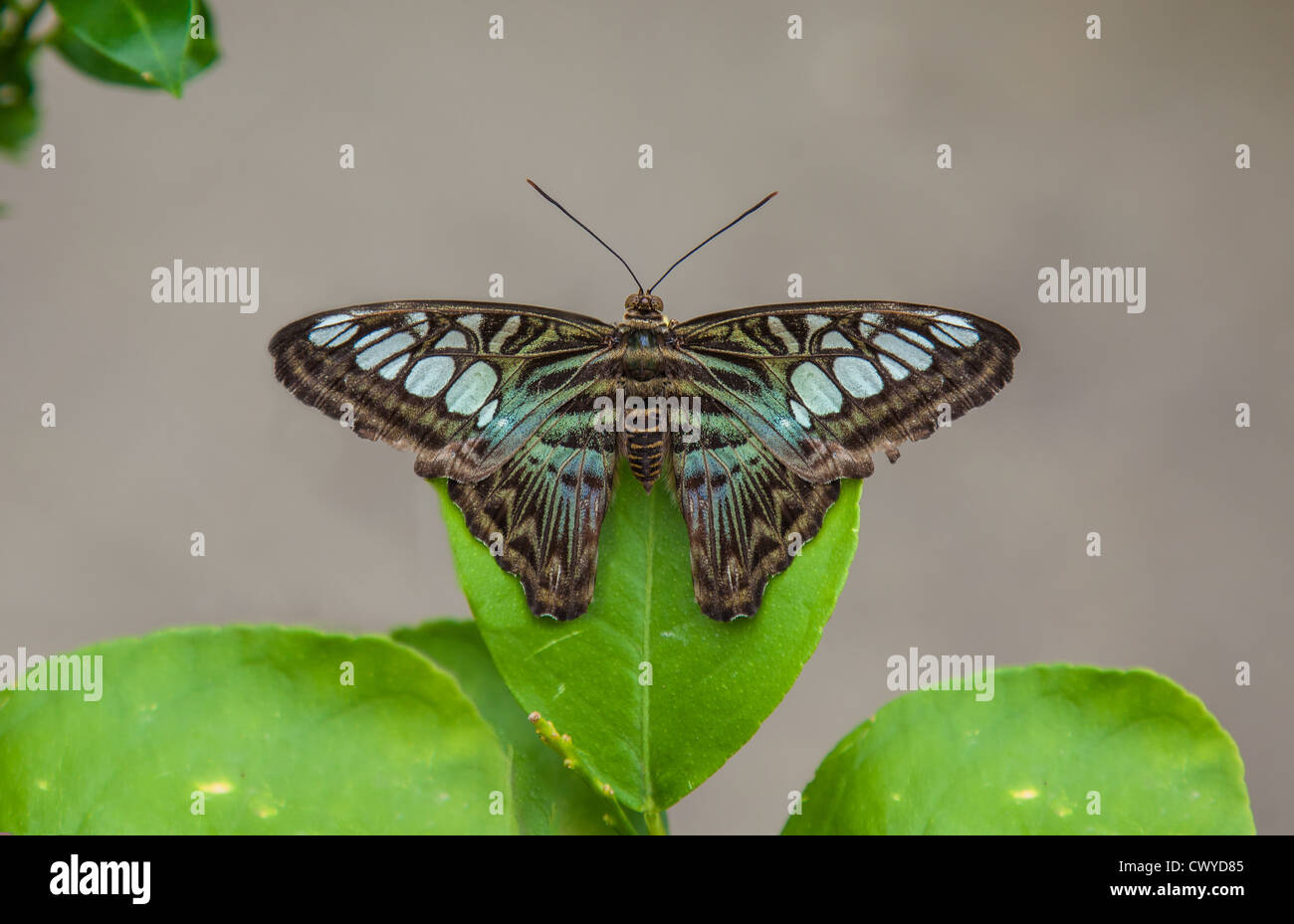 Clipper Parthenos sylvia resting on a leaf Stock Photo