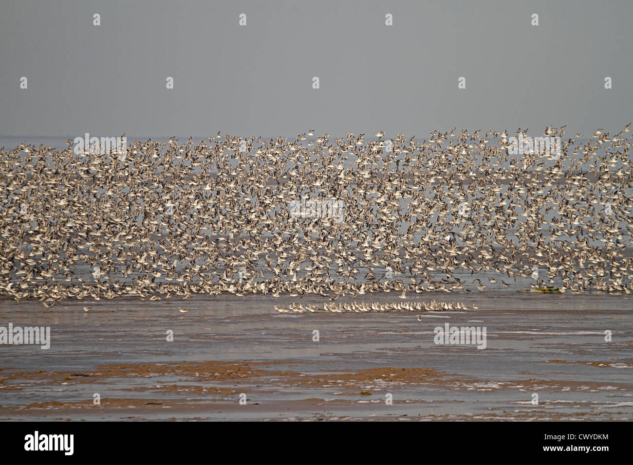 Knot (Calidris canutus) flock taking flght from shore, Liverpool Bay, UK, December 2010 3584 Stock Photo
