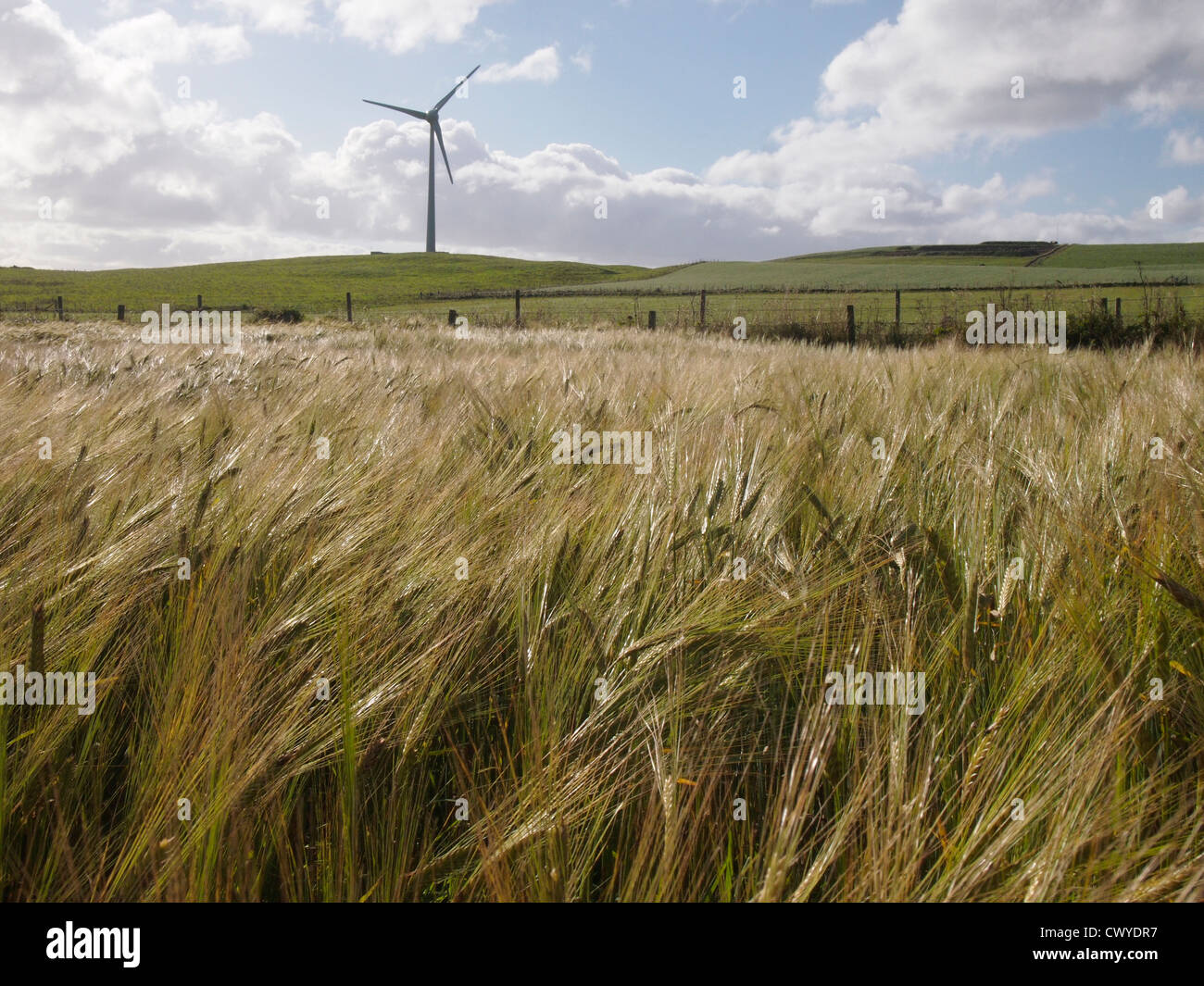 Wheat field and wind turbine, Westray, Orkney Stock Photo