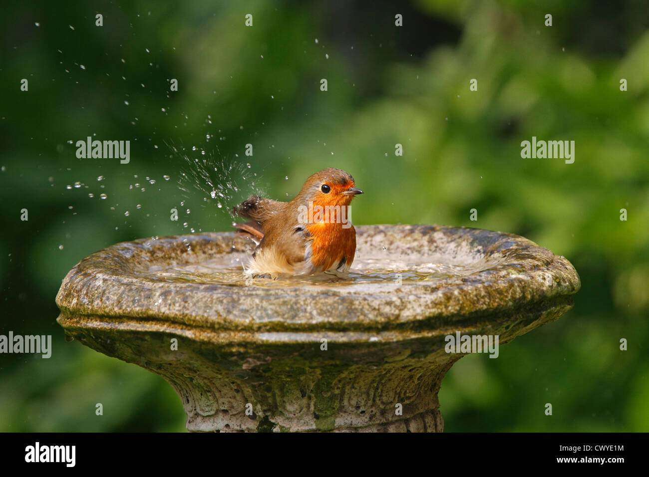 Robin (Erithacus rubecula) bathing in bird bath in garden Cheshire UK ...