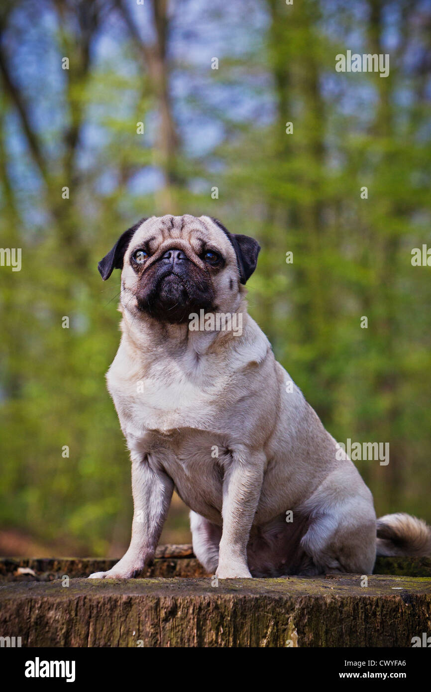 Mops hires stock photography and images Alamy